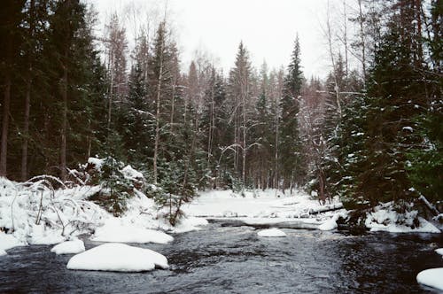 Bezpłatne Darmowe zdjęcie z galerii z drzewa, pokryte śniegiem, rzeka Zdjęcie z galerii