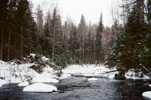 Free Serene winter scene of a snow-covered forest with a flowing river in Republic of Karelia, Russia. Stock Photo