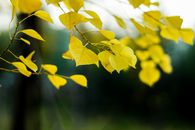 Yellow Leaves in Close Up Photography