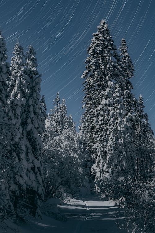 Free Fotobanka s bezplatnými fotkami na tému príroda, sneh, stromy Stock Photo
