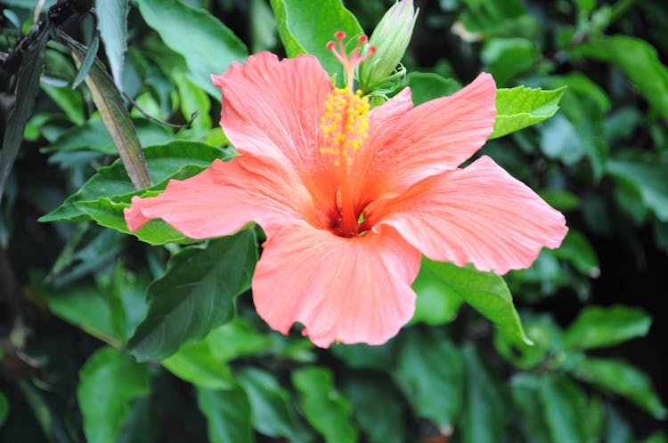 Hibiscus Flower On Plant