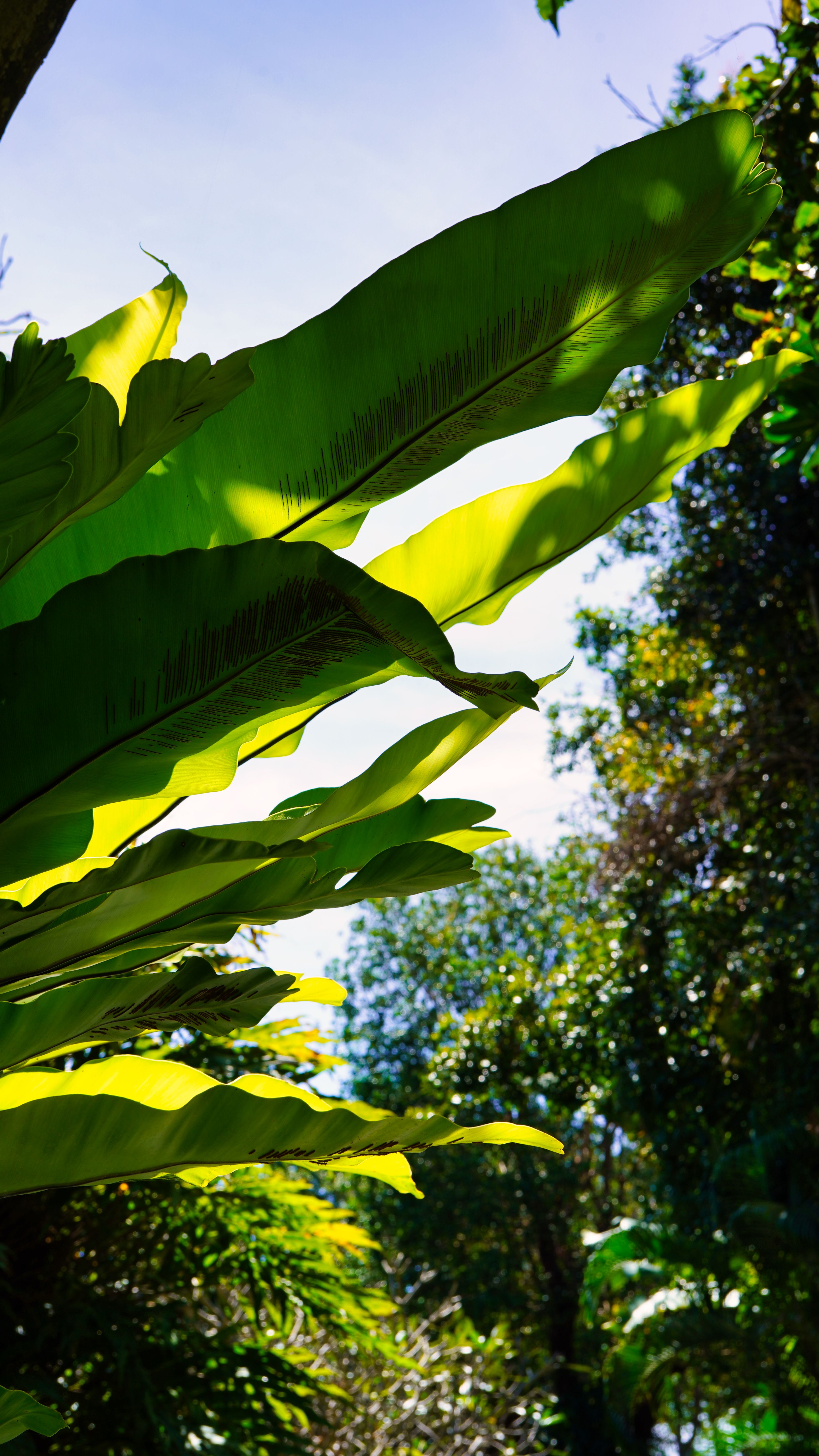 Green Long Leaves Under the Blue Sky · Free Stock Photo