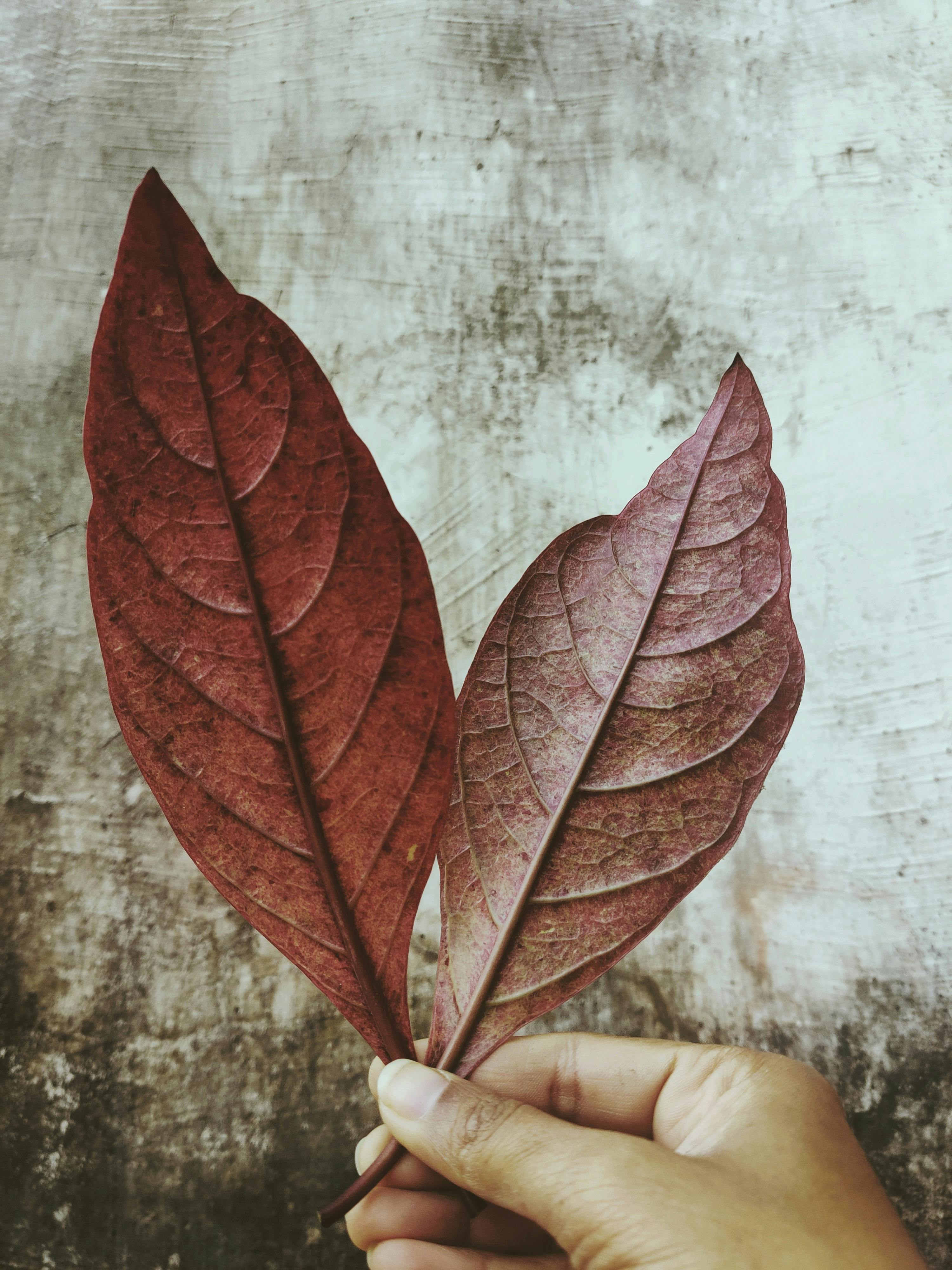 Dried Leaves · Free Stock Photo