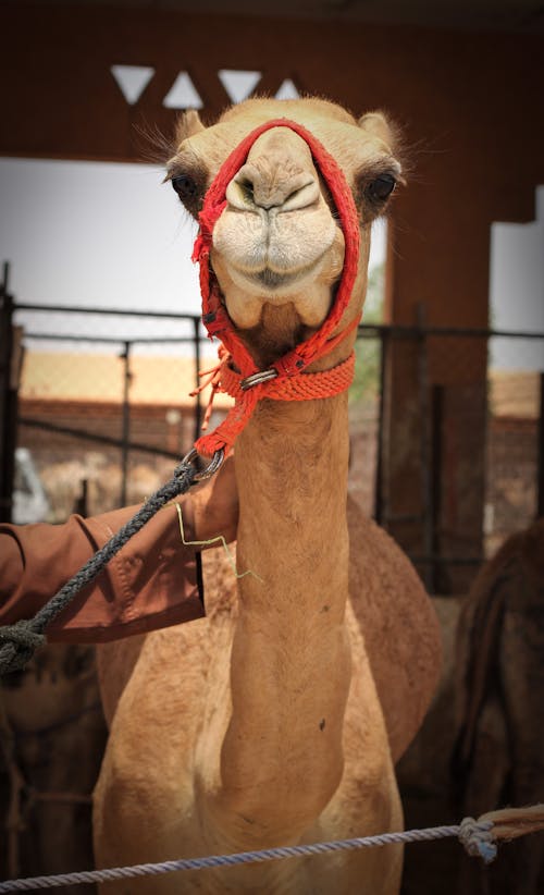 Gratis Fotos de stock gratuitas de animal, brida, camello Foto de stock