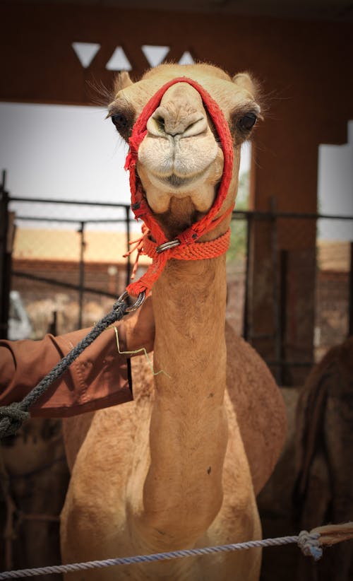 Foto profissional grátis de animal, camelo, corda