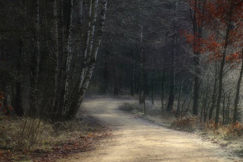 Dirt Road in Forest in Autumn