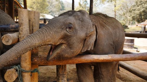 Free A cute baby elephant interacting with a wooden fence at a sanctuary in Chiang Mai, Thailand. Stock Photo