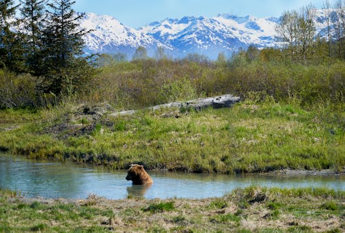 Orso Bruno Nel Fiume