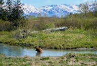 在阿拉斯加荒野和白雪皑皑的山脉环绕中，灰熊正涉水穿过溪流