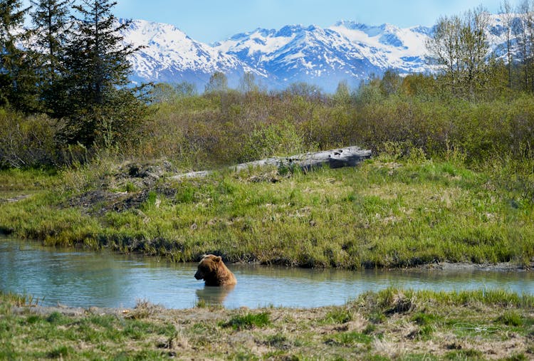 Brown Bear In The River