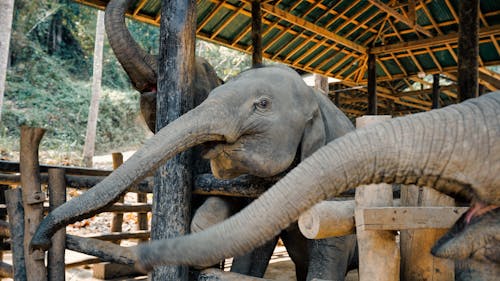 An Elephant on a Wooden Fence