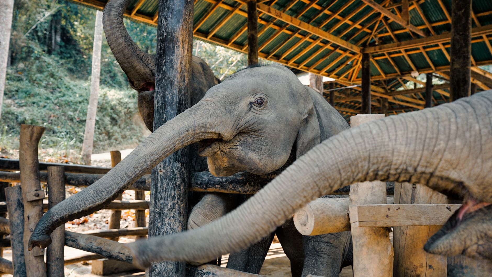 Sanctuaire d'éléphants