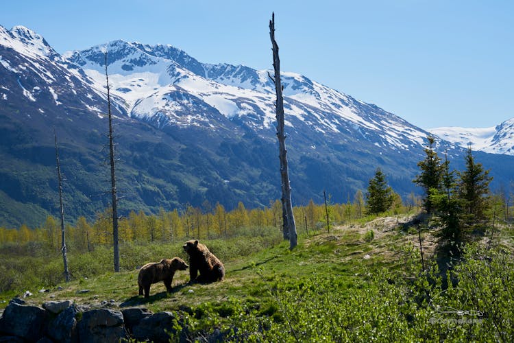 Two Brown Bears On Grass Field