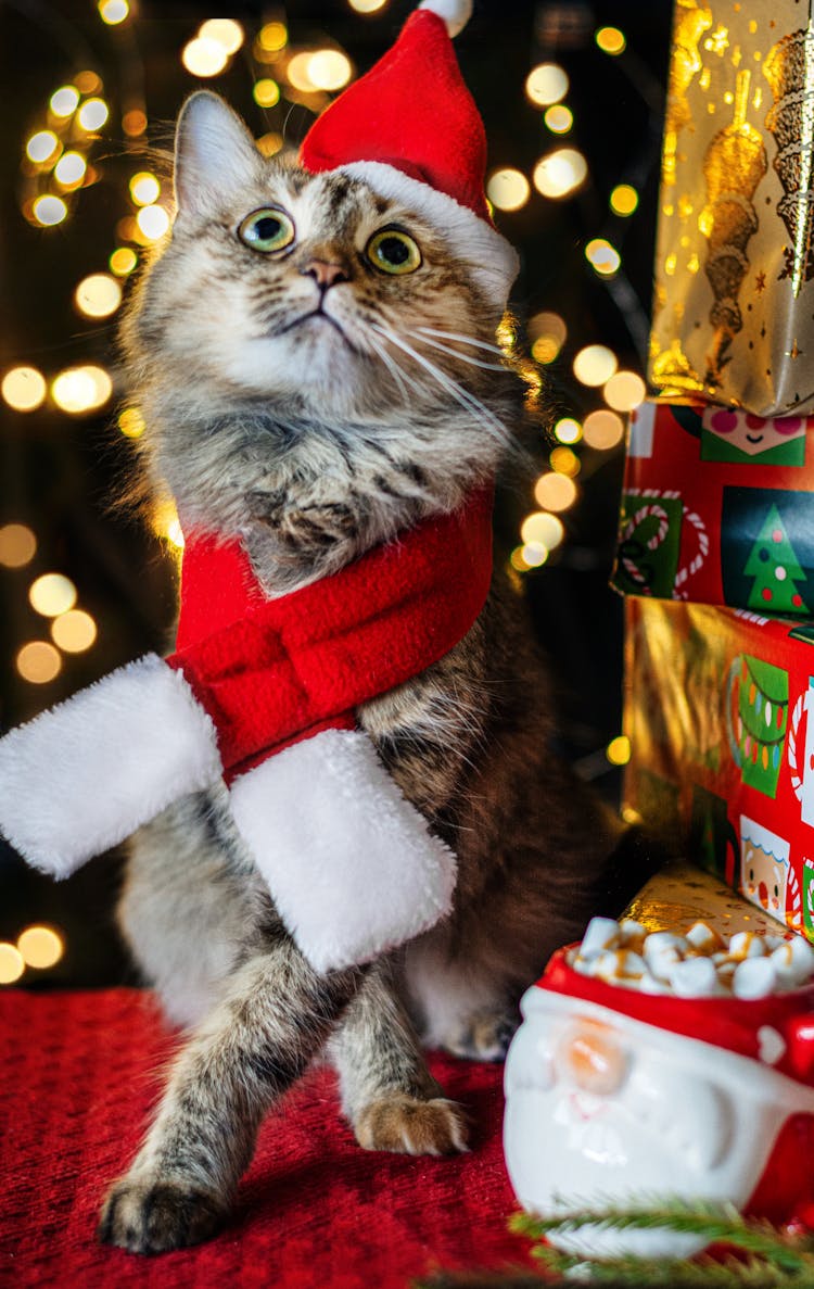 Close-up Photo Of Cute Cat In Christmas Costume