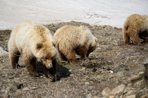 ayılar içeren Ücretsiz stok fotoğraf