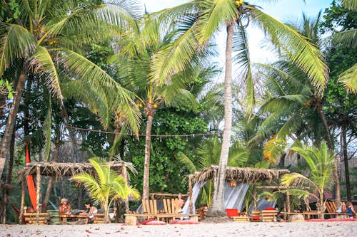 People Sitting Under the Coconut Trees