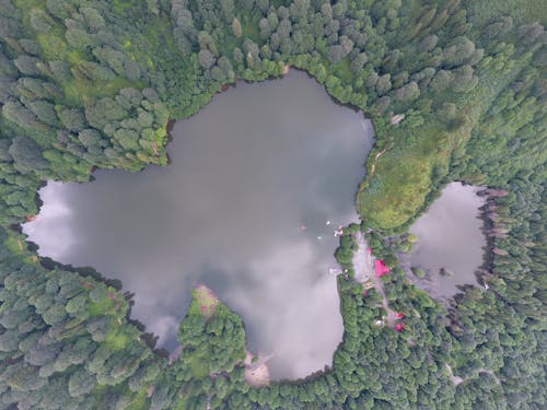 A Lake in the Forest 