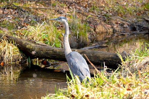 Great Blue Heron in a Water Canal 