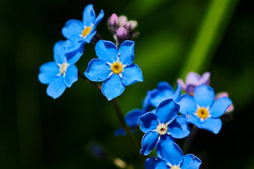 A Blue Flowers in Bloom