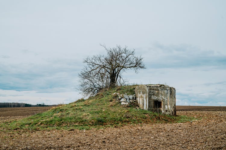 Single Tree Over Abandoned Building On Plains