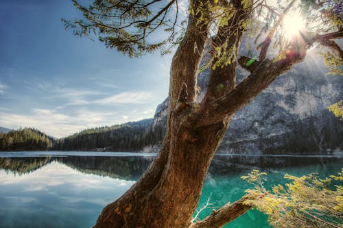 Пейзажная фотография дерева и моря