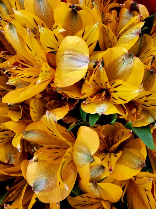 Close Up Photo of Yellow Flowers