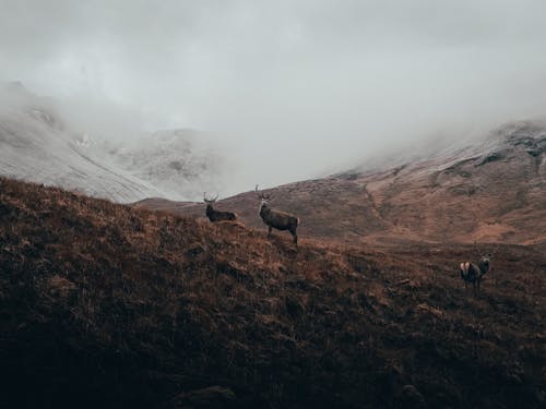 Безкоштовне стокове фото на тему «fod, гора, дика природа»