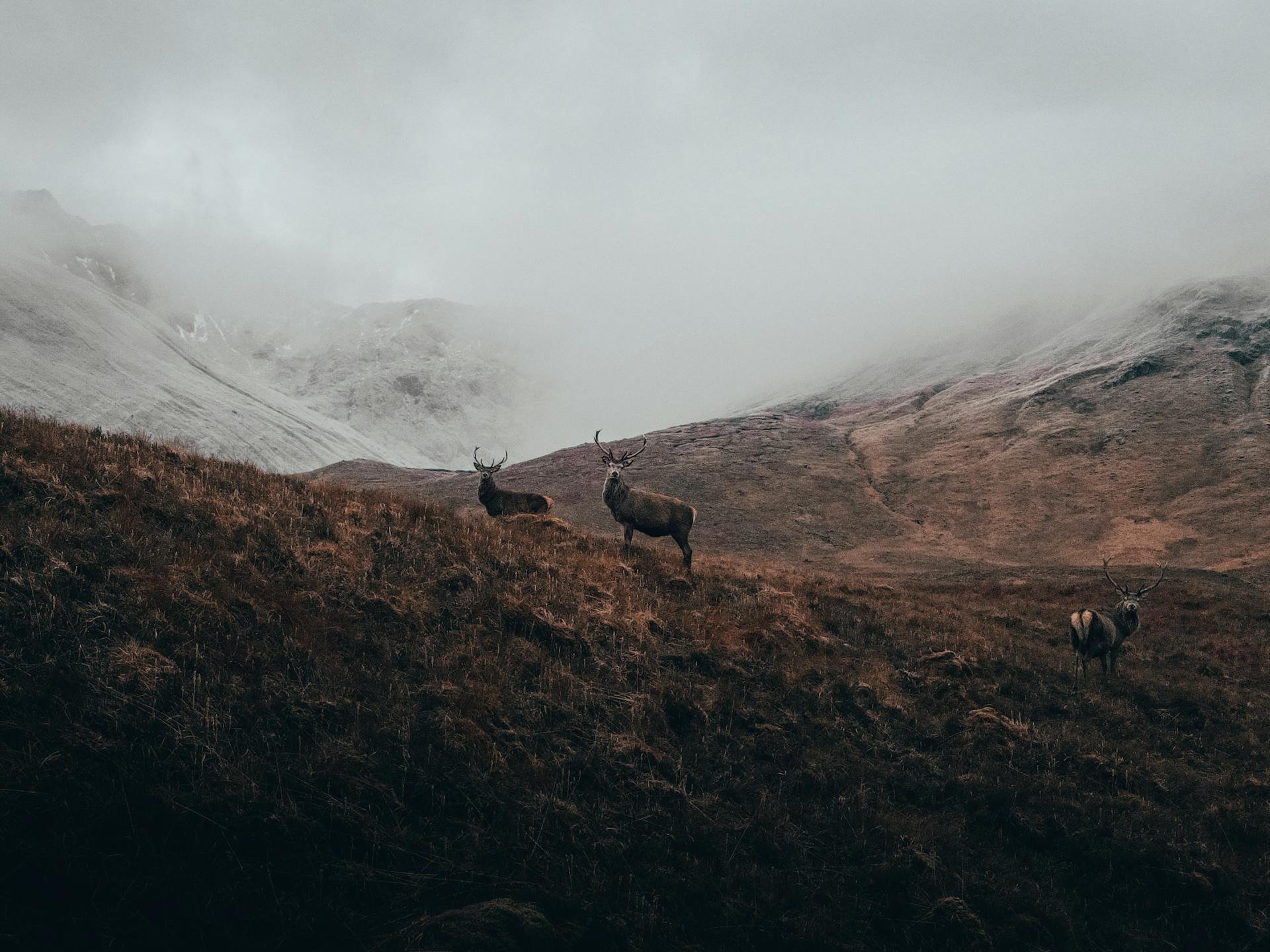 Deers in a Mountain Valley Covered with Fog