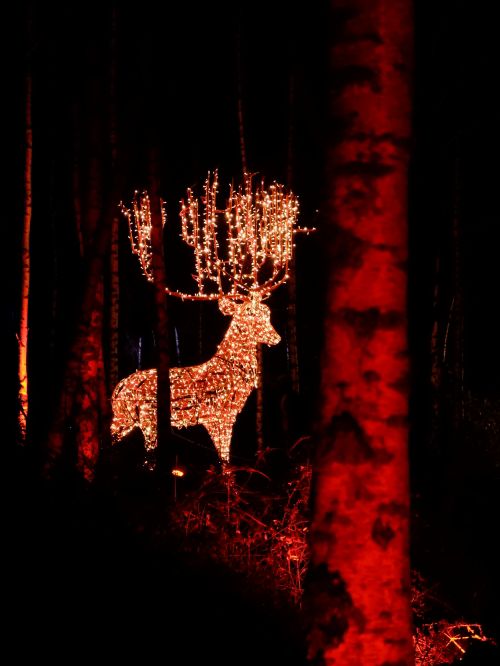 Free A magical reindeer sculpture lit with lights, creating a stunning winter scene in a German forest. Stock Photo