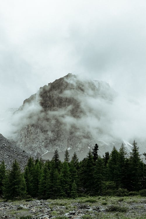 View On Rock Formation In Forest Free Stock Photo