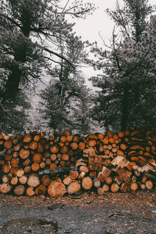 Foto profissional grátis de árvore, árvore conífera, dano ambiental