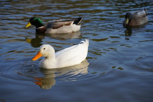 Základová fotografie zdarma na téma jezero, kachny divoké, pekin kachna