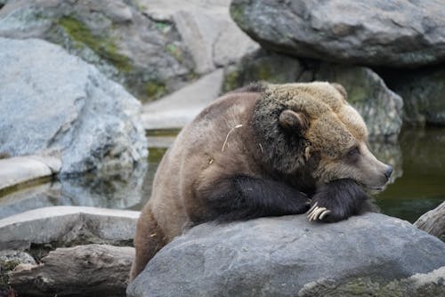 Free A Cute Bear on the Rock Stock Photo