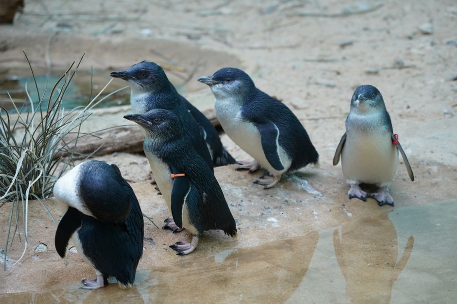 Little penguins returning to shore at the Penguin Parade on Phillip Island, Victoria, Australia