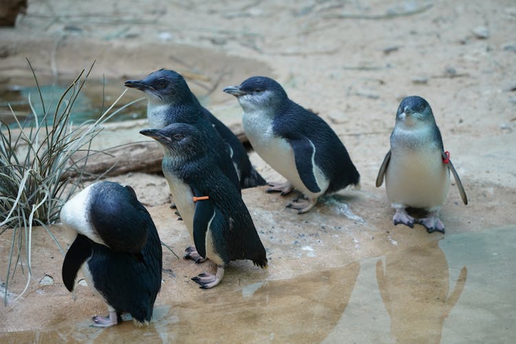 Penguins Standing In The Mud