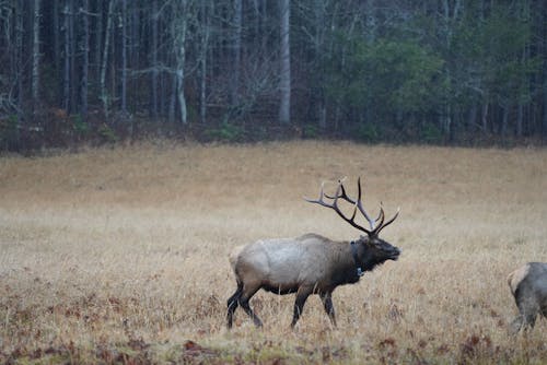Free Deer on Field Stock Photo
