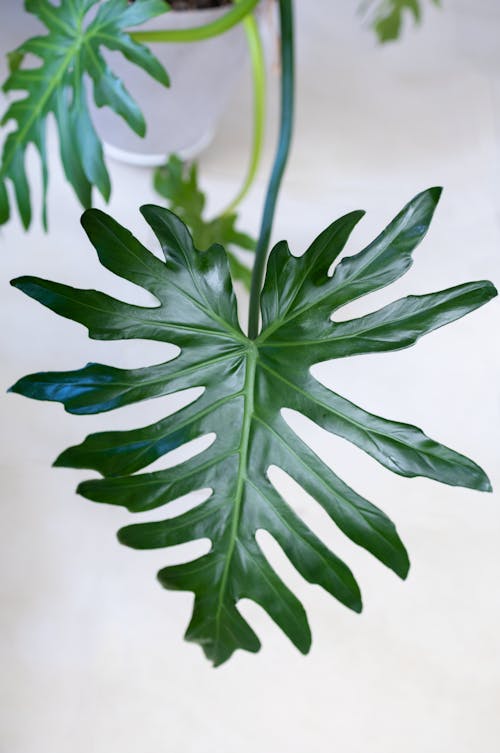 Green Leaves in Close Up Photography