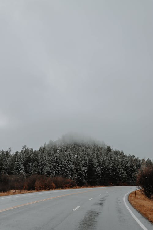 Coniferous Trees on Roadside 