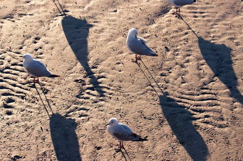 High Angle Shot of Seagulls on Sand