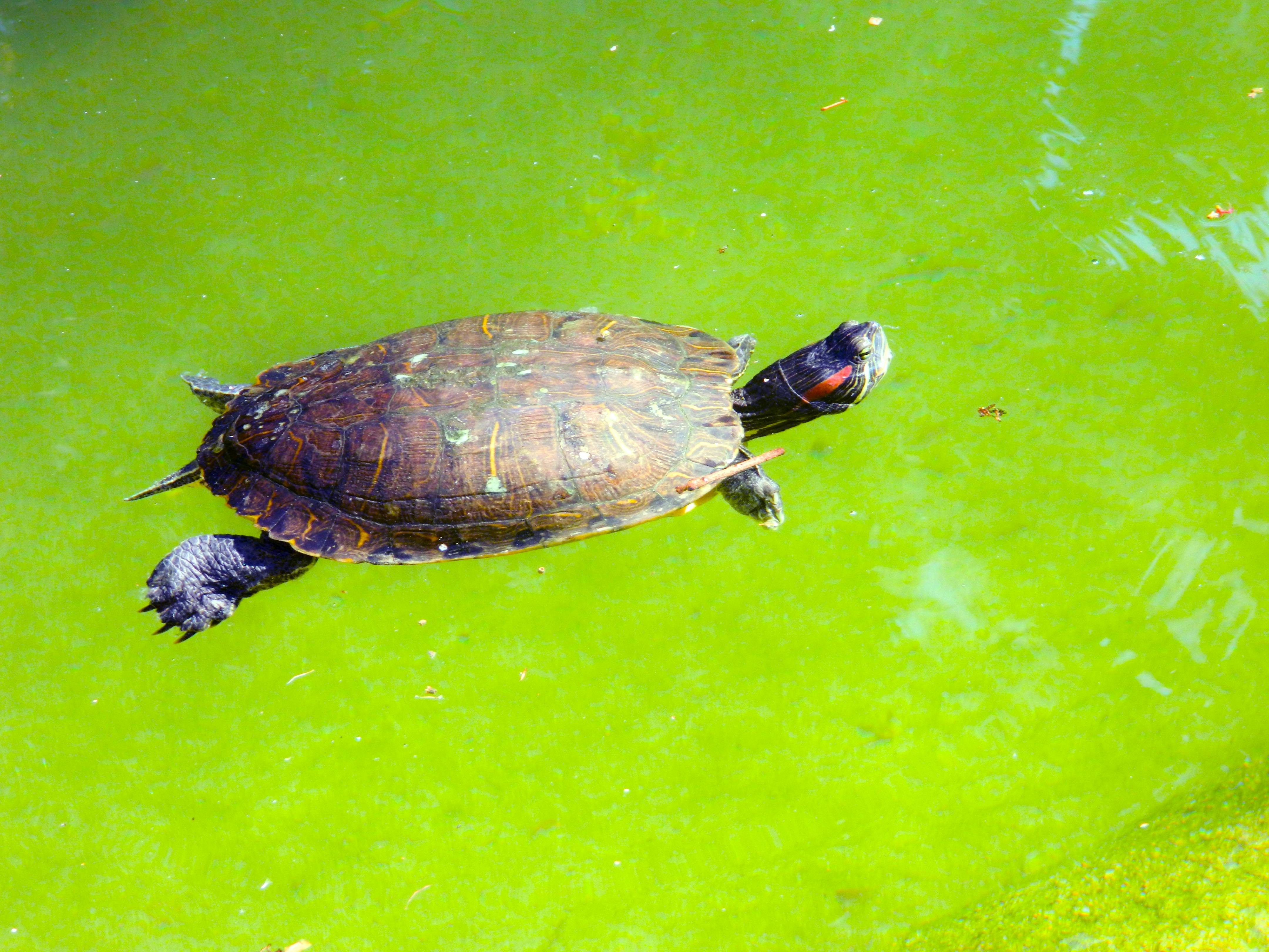 Free stock photo of animals, earth, fresh water turtle