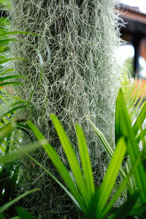 Free Vibrant close-up of Spanish moss intertwined with lush green leaves. Stock Photo