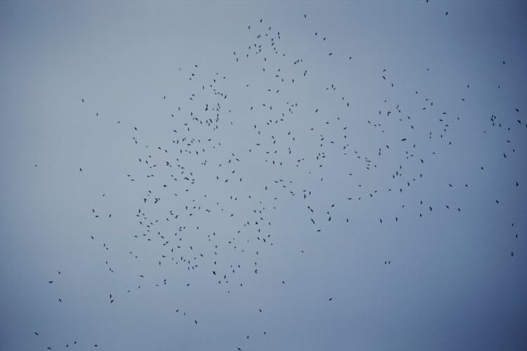 Birds Flying In Chaos