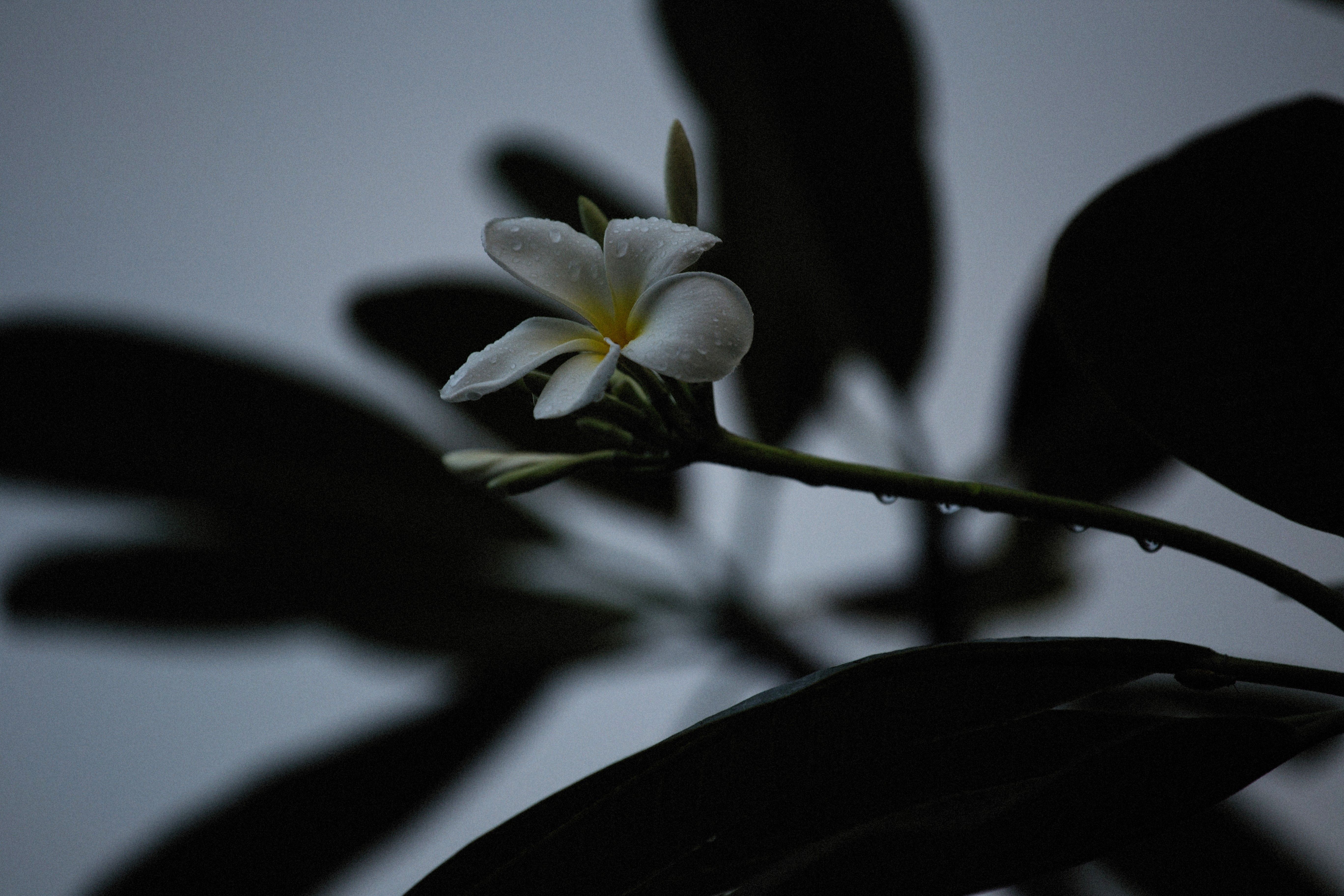 White Flower in Macro Shot · Free Stock Photo