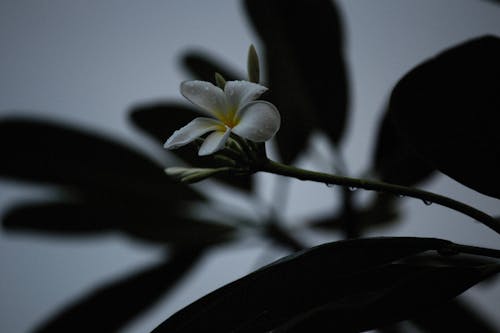 Foto profissional grátis de delicado, fechar-se, flora