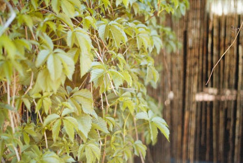 bereketli, bitki örtüsü, büyüme içeren Ücretsiz stok fotoğraf