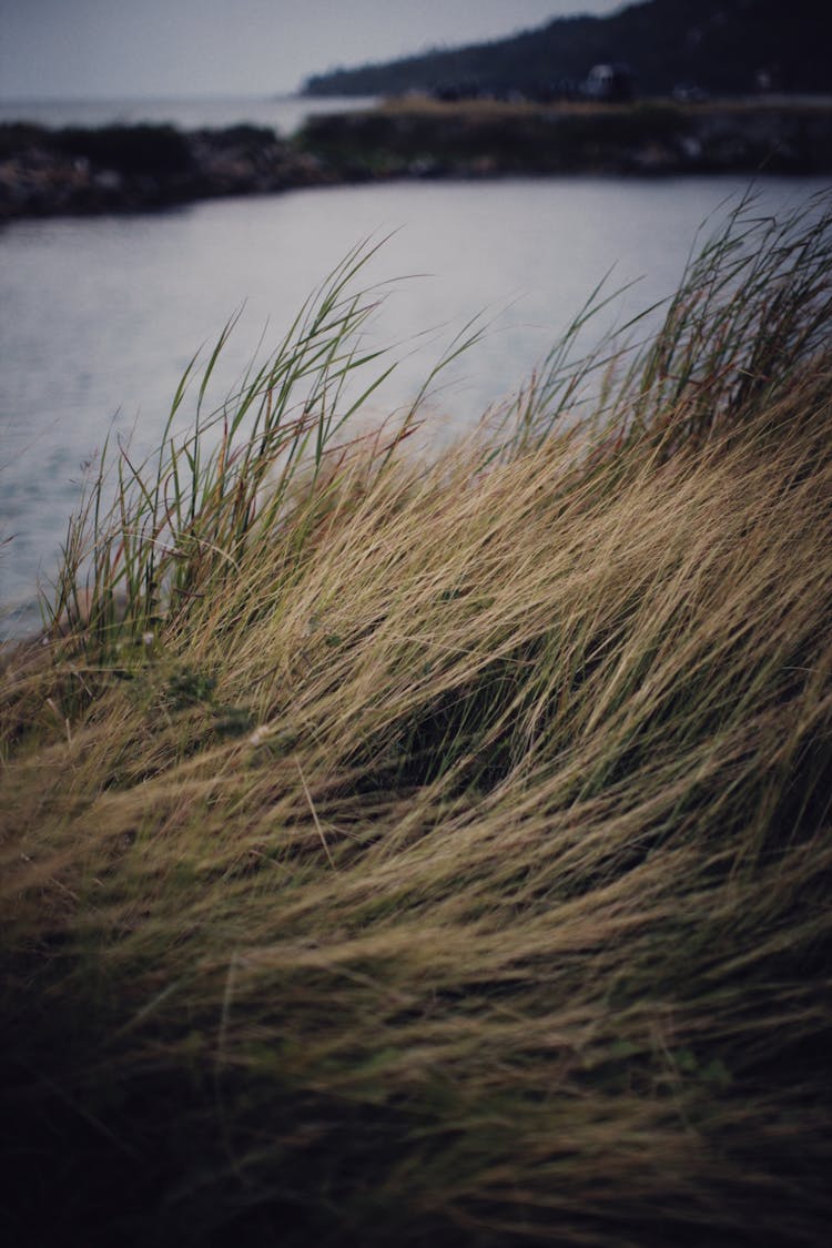 Grasses Swaying On Wind