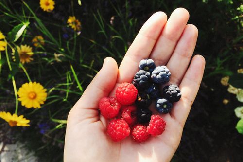 Free Hand holding fresh raspberries and blackberries with a floral garden backdrop. Stock Photo