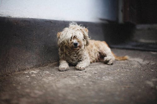 Free A Cute Dog Lying on a Concrete Floor Stock Photo