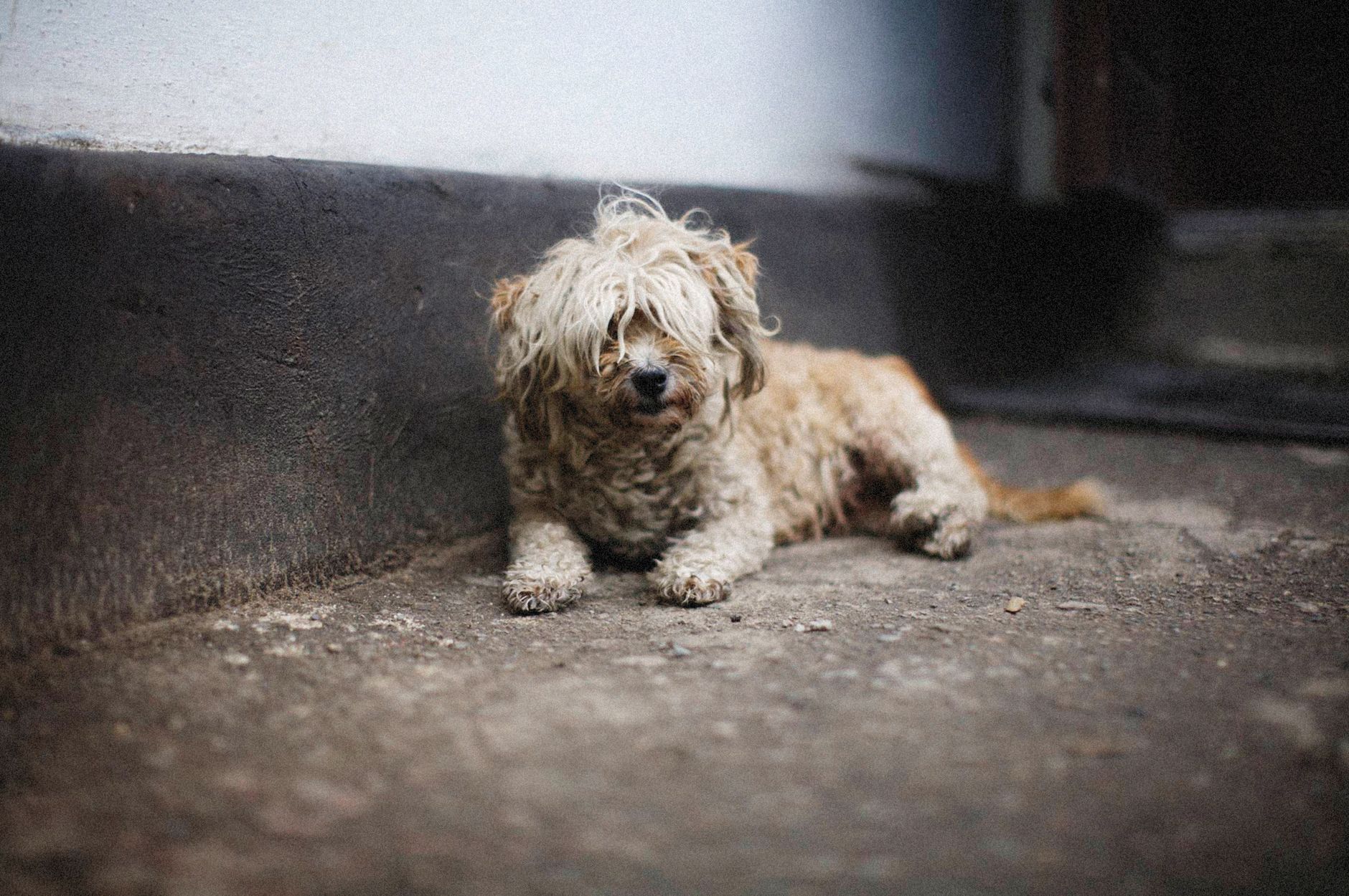 Portrait of a dog at a veterinary clinic