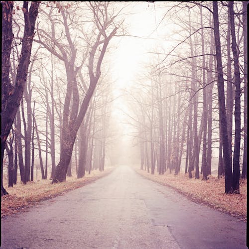 A Foggy Road Between Trees